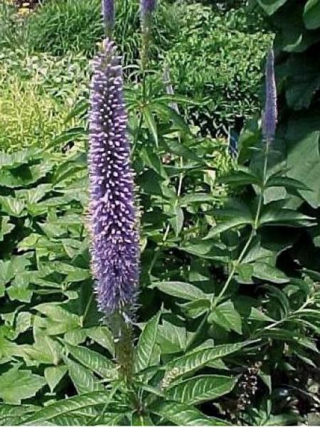 Véronique 'Temptation'