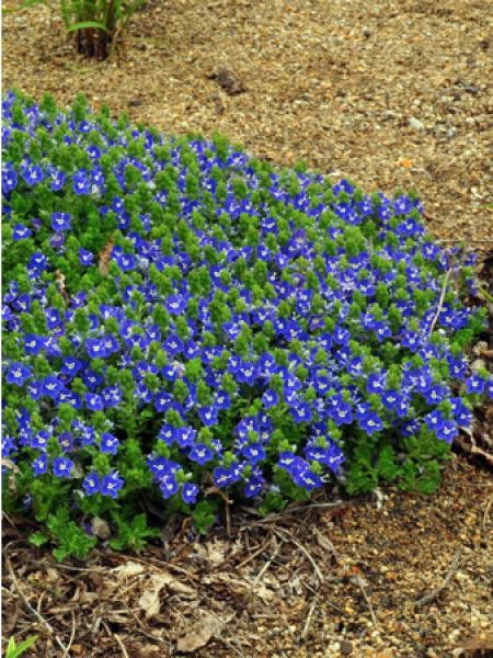 Véronique 'Tidal Pool'