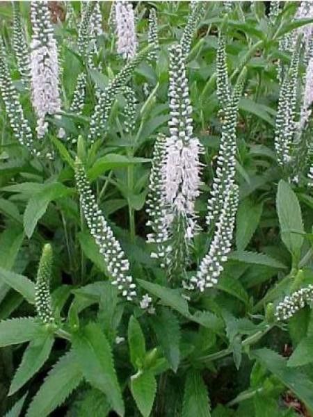 Véronique 'White Jolanda'