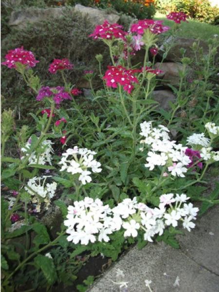 Verveine en mélange