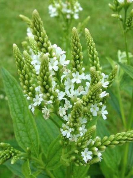 Verveine hastée 'Alba'