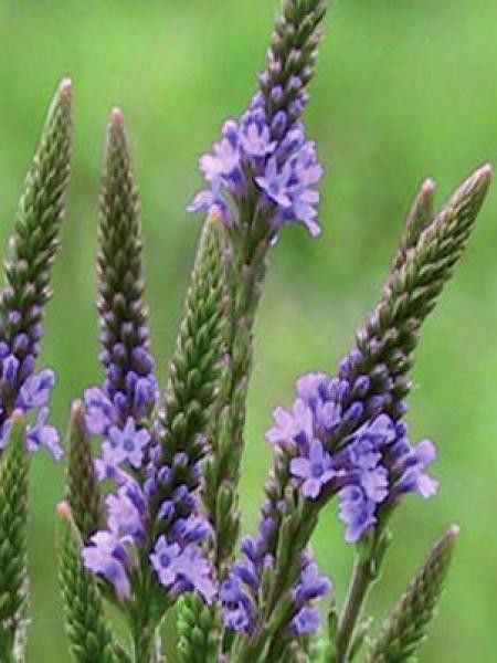 Verveine hastée 'Blue Spires'