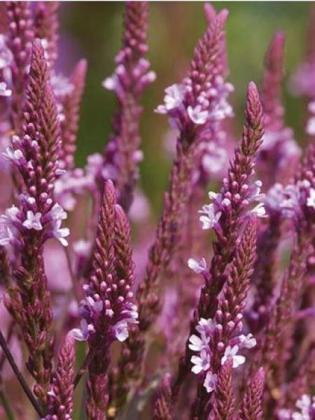 Verveine hastée 'Pink Spires'
