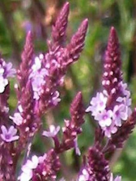 Verveine hastée 'Rosea'