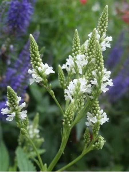 Verveine hastée 'White Spires'