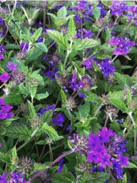Verveine 'Muriel'