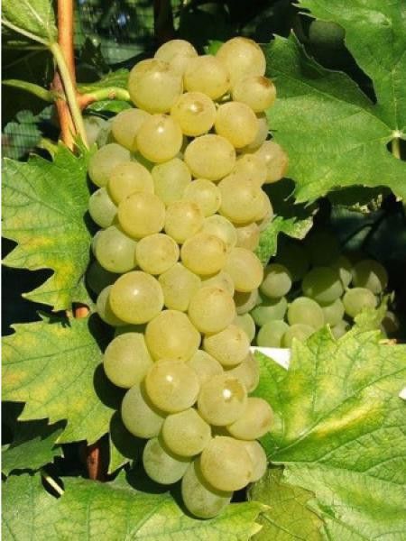 Vigne Ampelia® 'amandin'