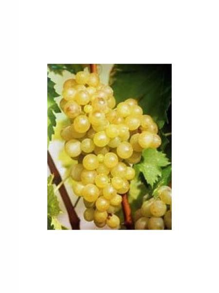 Vigne Ampelia® 'Candin'