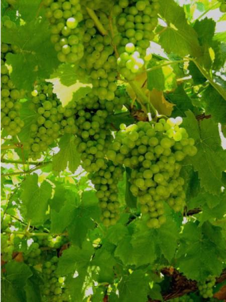 Vigne 'Centennial Seedless'