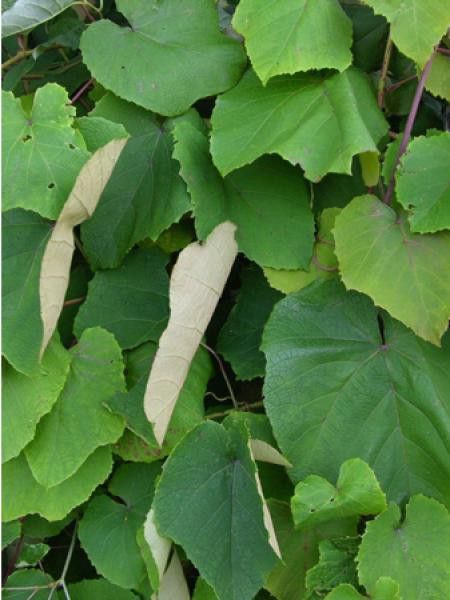 Vigne d'ornement 'Sunning Dale'