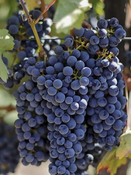 Vigne 'Hatif De Marseille - Muscat Noir'