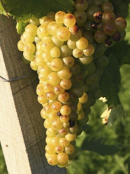 Vigne 'Muscat Petits Grains'