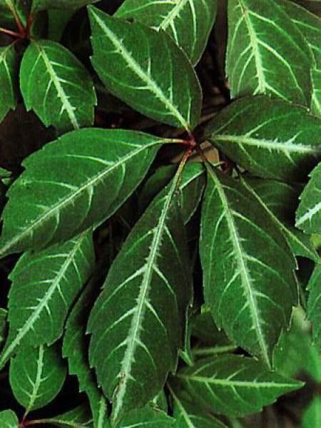 Vigne vierge de Henry