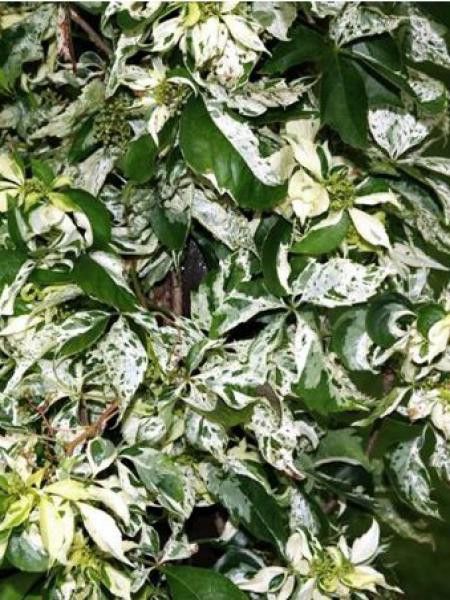 Vigne vierge japonaise 'Star Shower'