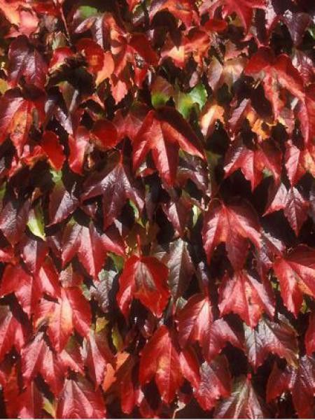 Vigne vierge japonaise 'Veitch Boskoop'