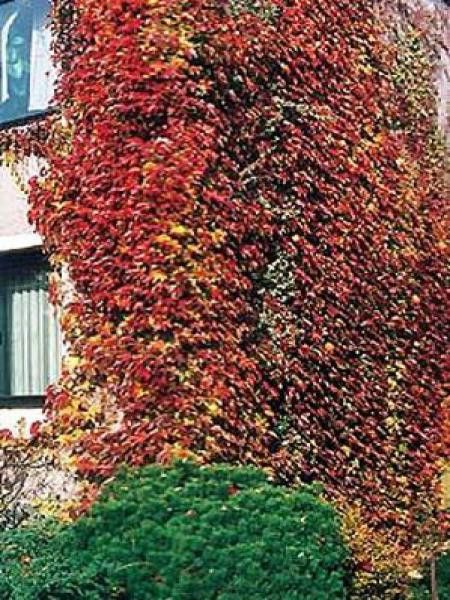 Vigne vierge japonaise 'Veitchii'