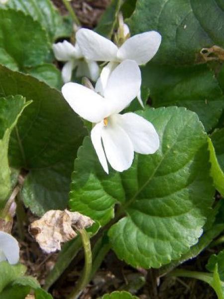 Violette à parfum 'Alba'