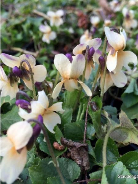 Violette à parfum 'Vanilla'