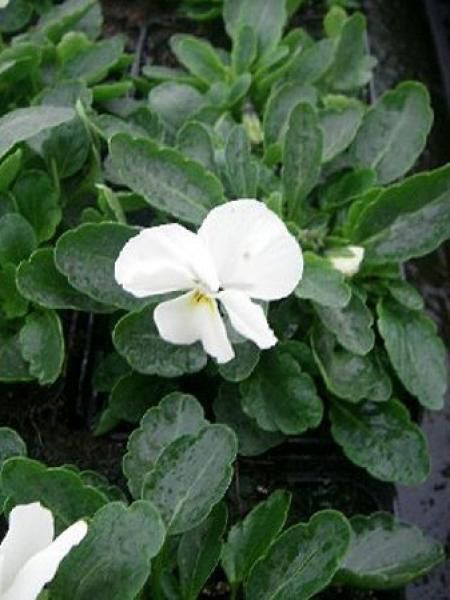 Violette cornue 'Butterfly White'