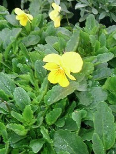 Violette cornue 'Butterfly Yellow'