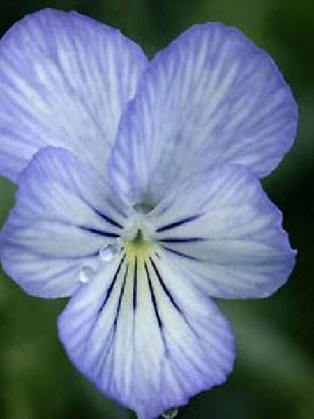 Violette cornue 'Icy But Spicy'