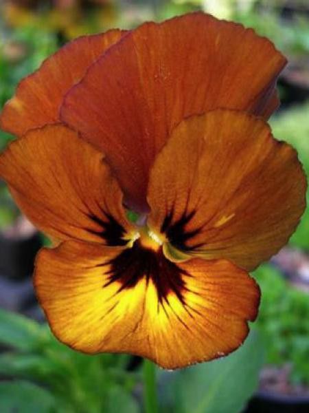 Violette cornue 'Irish Molly'