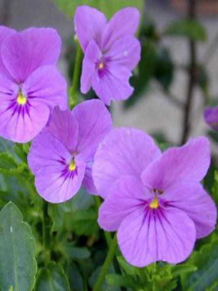 Violette cornue 'Letitia'