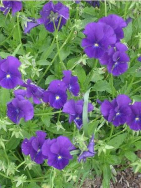 Violette cornue 'Martin'