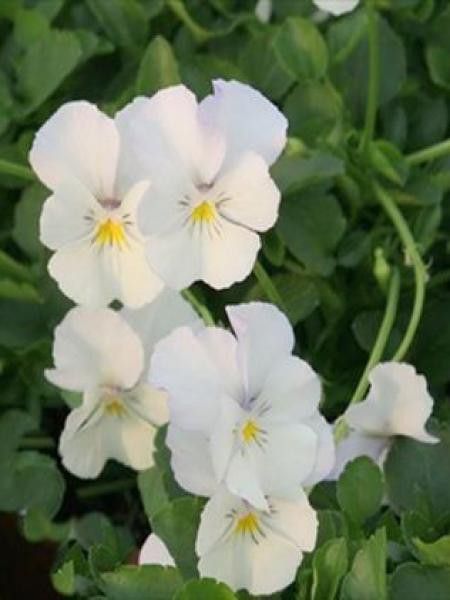 Violette cornue 'Milkmaid'