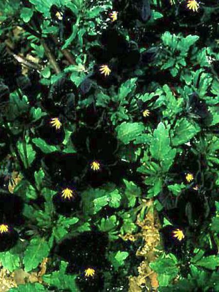 Violette cornue 'Molly Sanderson'