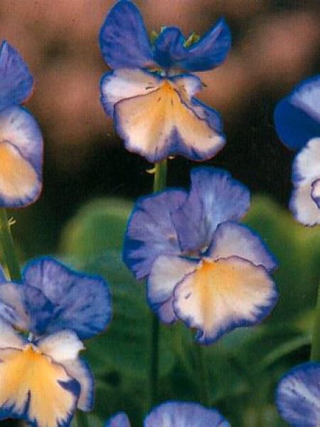 Violette cornue 'Rebecca'