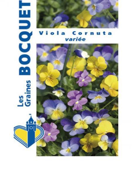 Violette cornue varié
