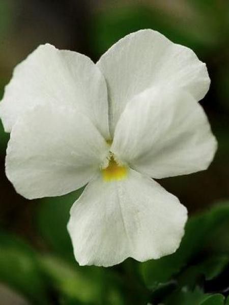 Violette cornue 'White Perfection'