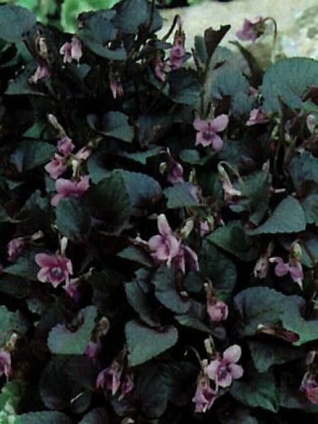 Violette de Labrador