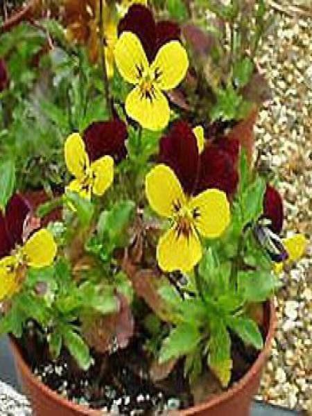 Violette, Pensée 'Jackanapes'