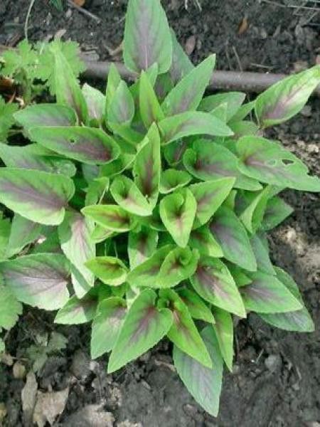 Violette, Pensée 'Mars'