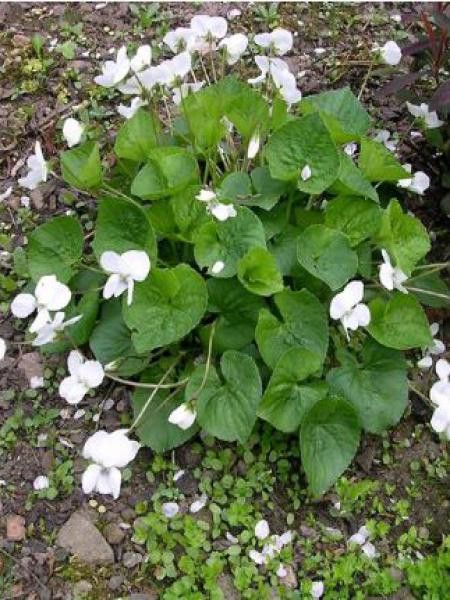 Violette sororia 'Albiflora'