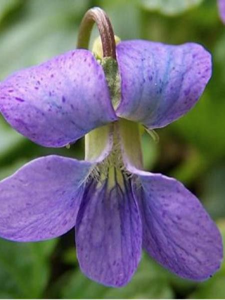 Violette sororia 'Blue Diamond'