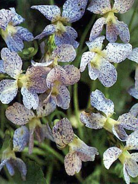 Violette sororia 'Freckles'