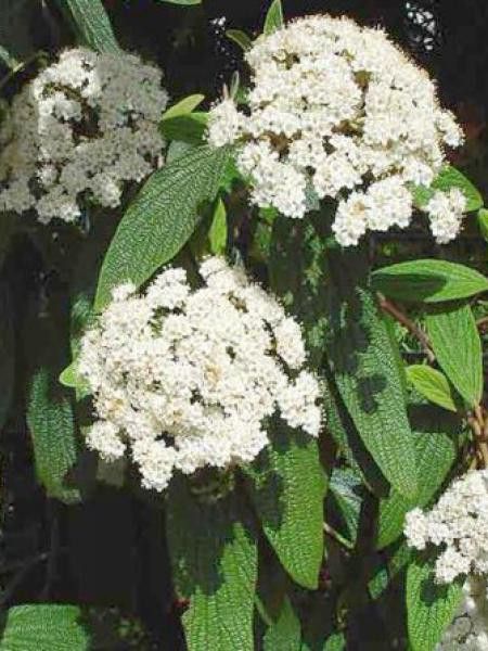 Viorne à feuilles ridées
