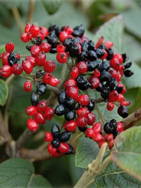 Viorne cotoneuse 'Mohican'