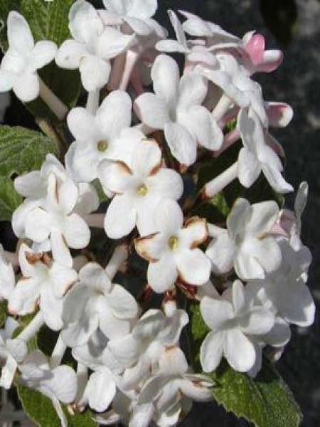 Viorne de Carle 'Juddii'