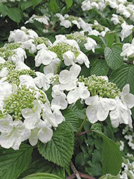 Viorne de Chine 'Cascade'