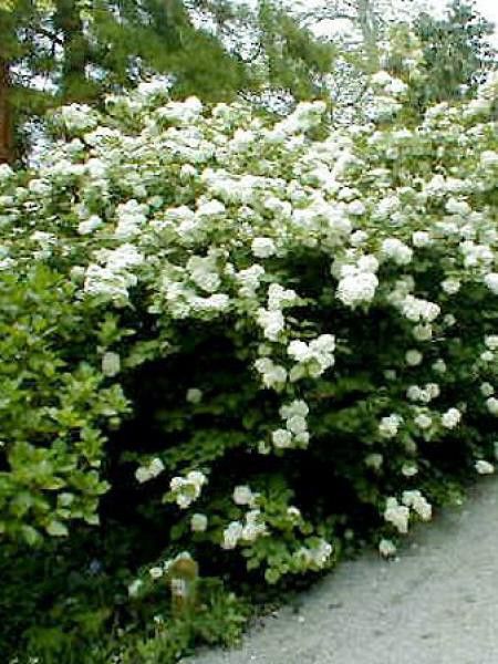 Viorne de Chine 'Rotundifolium'