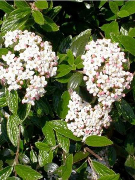 Viorne du Burkwood 'Conoy'