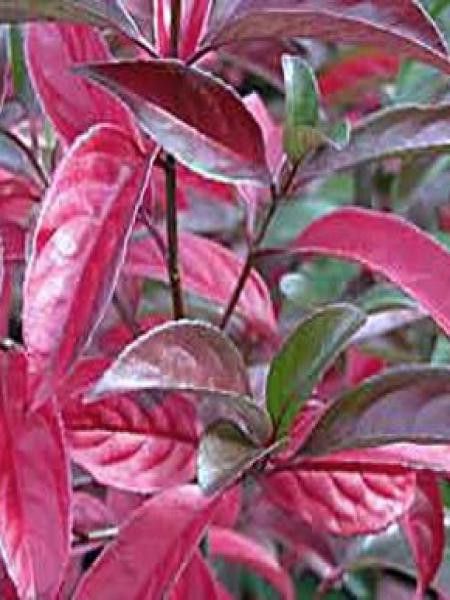 Viorne 'Le Bois Marquis'