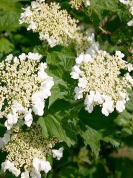 Viorne obier 'Nanum'