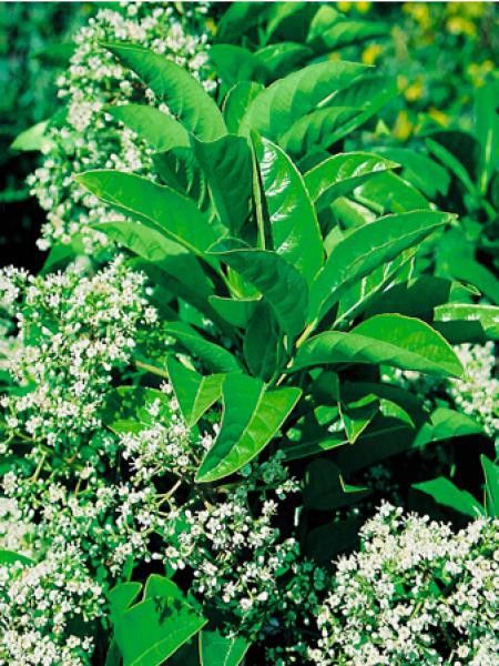 Viorne odoratissimum