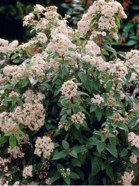 Viorne tin, Laurier tin 'French White'