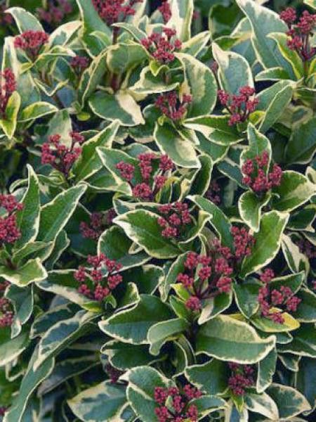 Viorne tin, Laurier tin 'Variegatum'